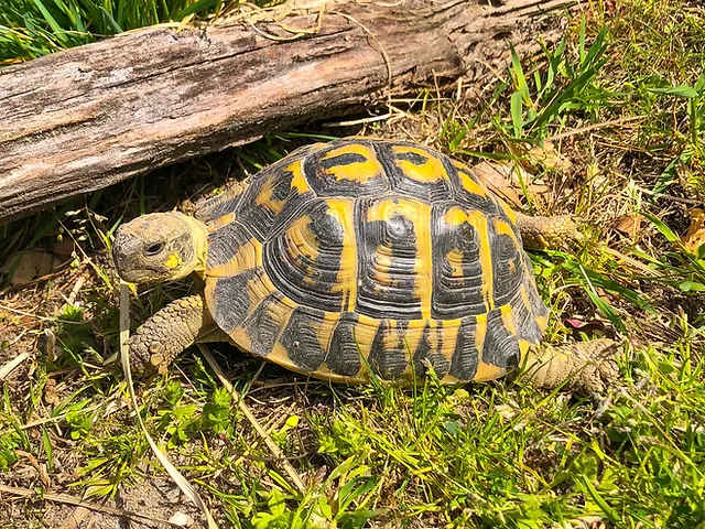 hermann’s-tortoise.