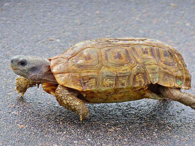 hingeback-tortoise.