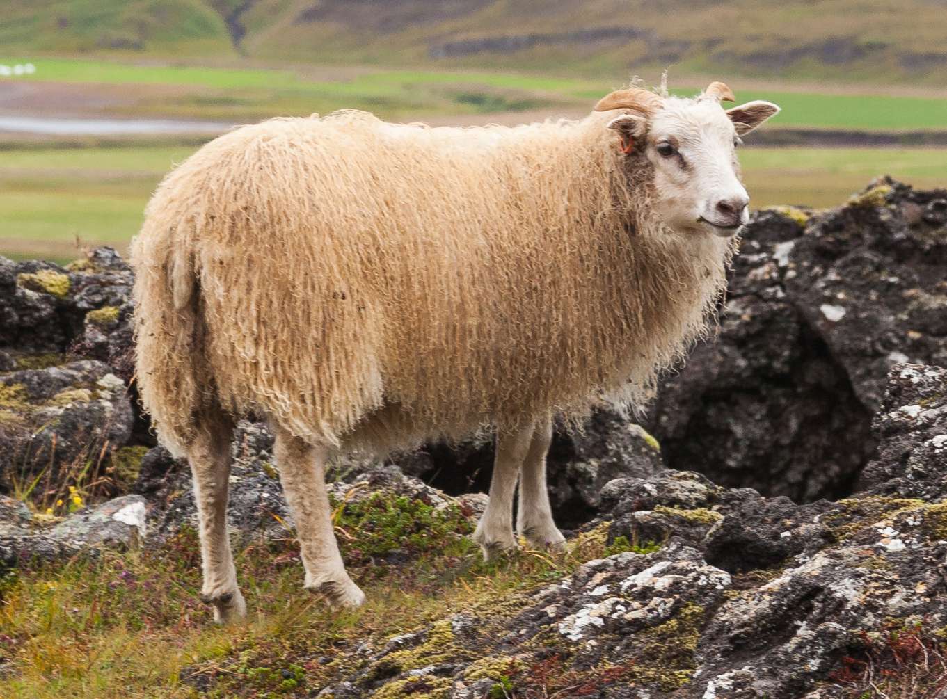 icelandic-sheep