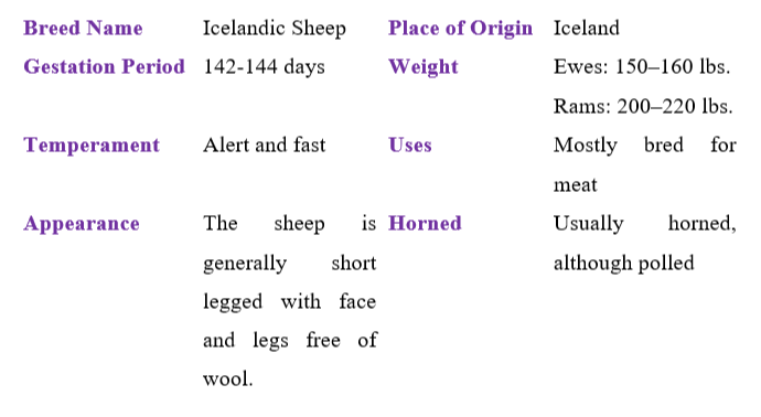 icelandic-sheep-table