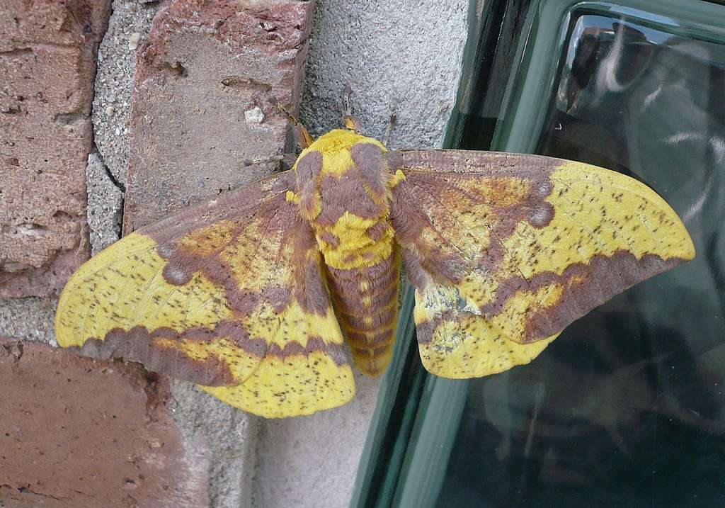 imperial-moth