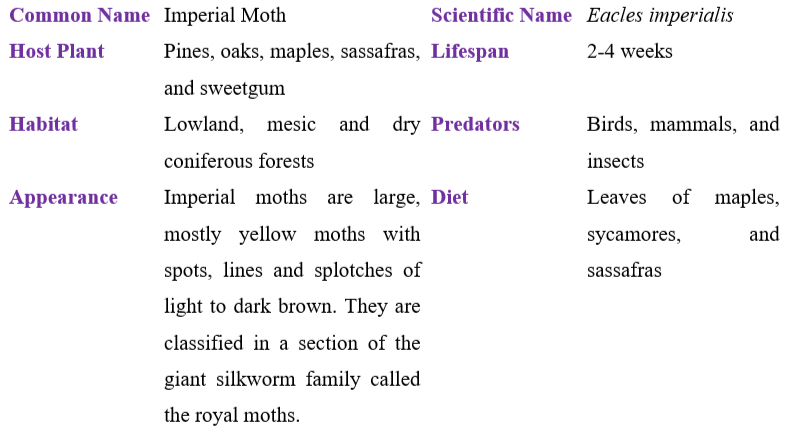 imperial-moth-table