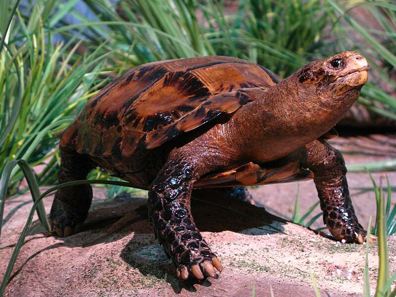 impressed-tortoise