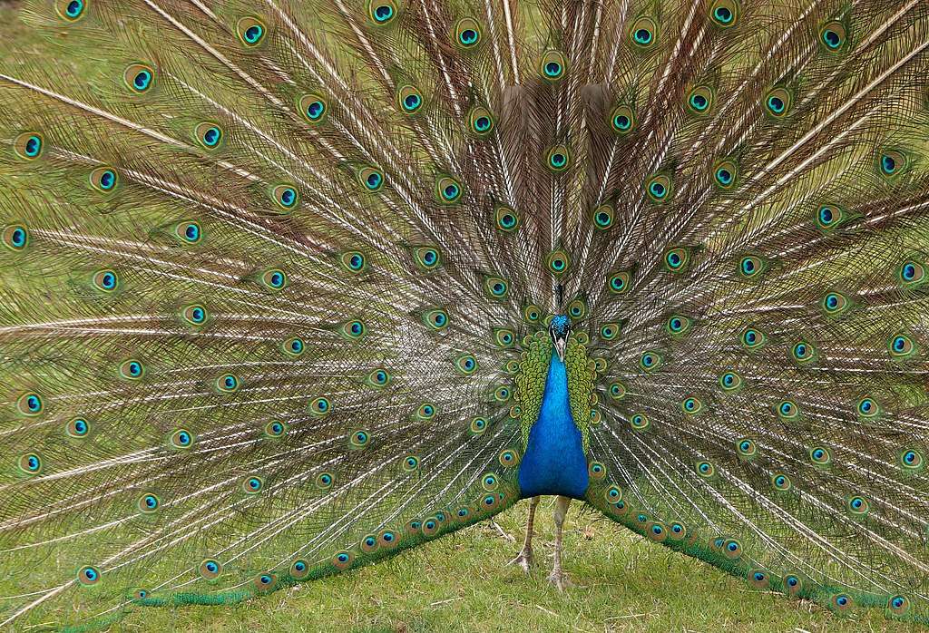 indian-peacock