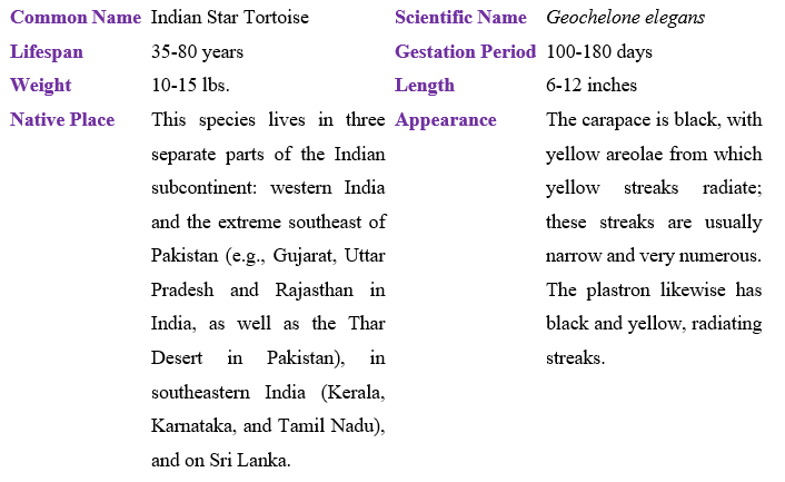 indian-star-tortoise-table