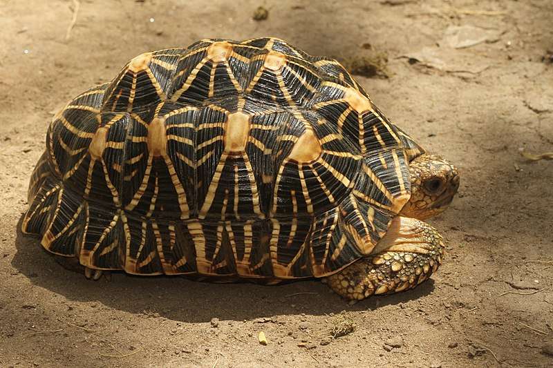 indian-star-tortoise.