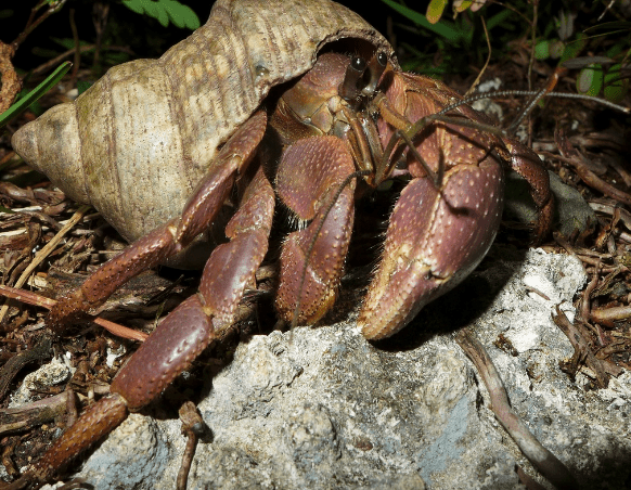 indonesian-hermit-crab.