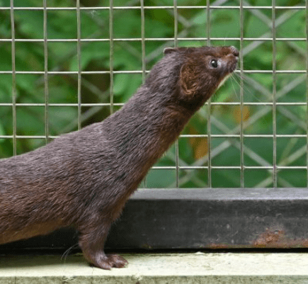 indonesian-mountain-weasel.