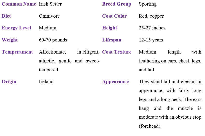irish-setter-table