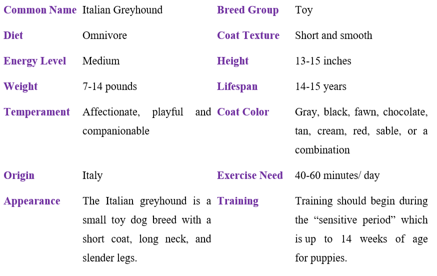italian-greyhound-table