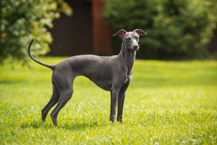 italian-greyhounds.