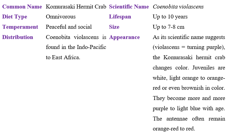 komurasaki-hermit-crab-table