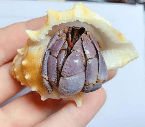 komurasaki-hermit-crab.