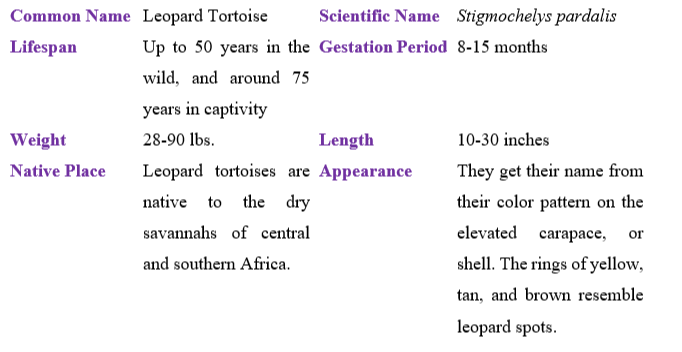 leopard-tortoise-table