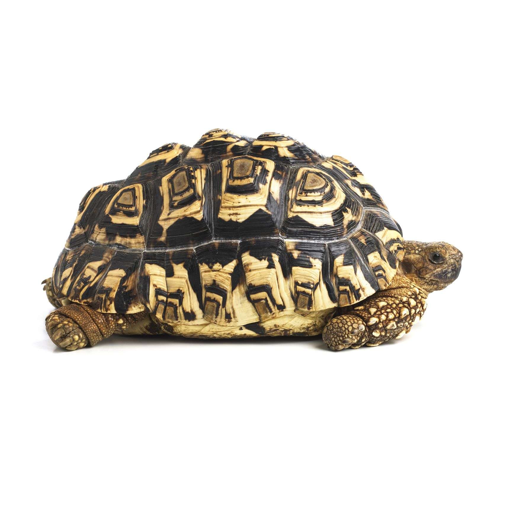 leopard-tortoise.