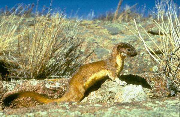 long-tailed-weasel.