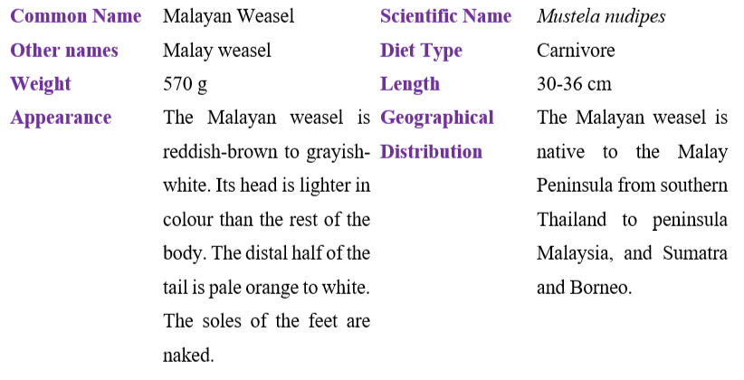 malayan-weasel-table
