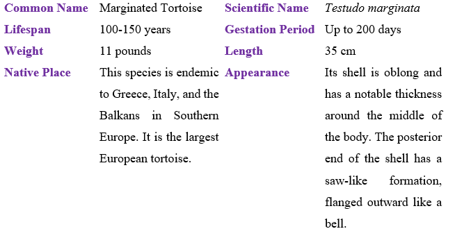 marginated-tortoise-table