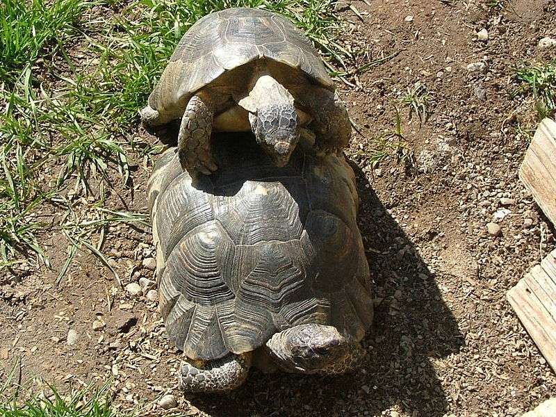 marginated-tortoise