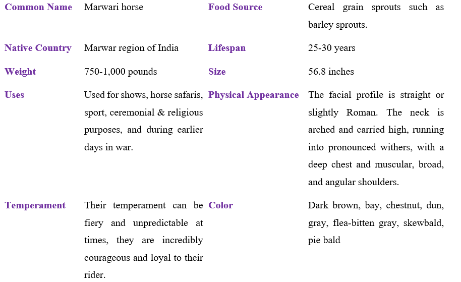 marwari-horse-table