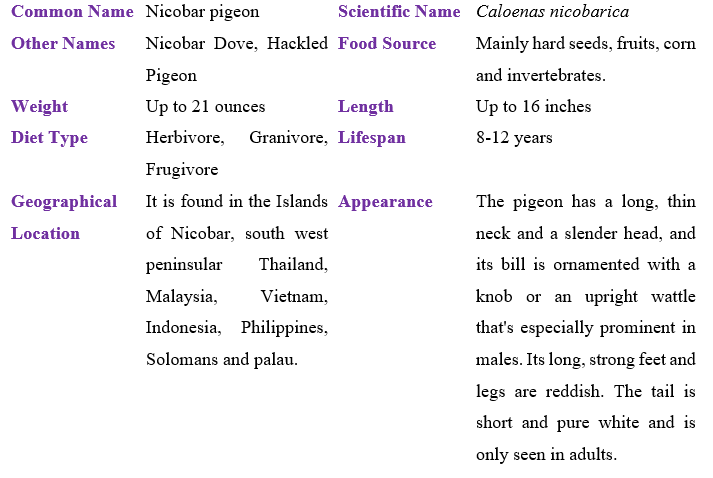 nicobar-pigeon-table