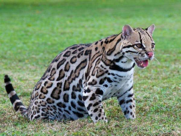 ocelot.