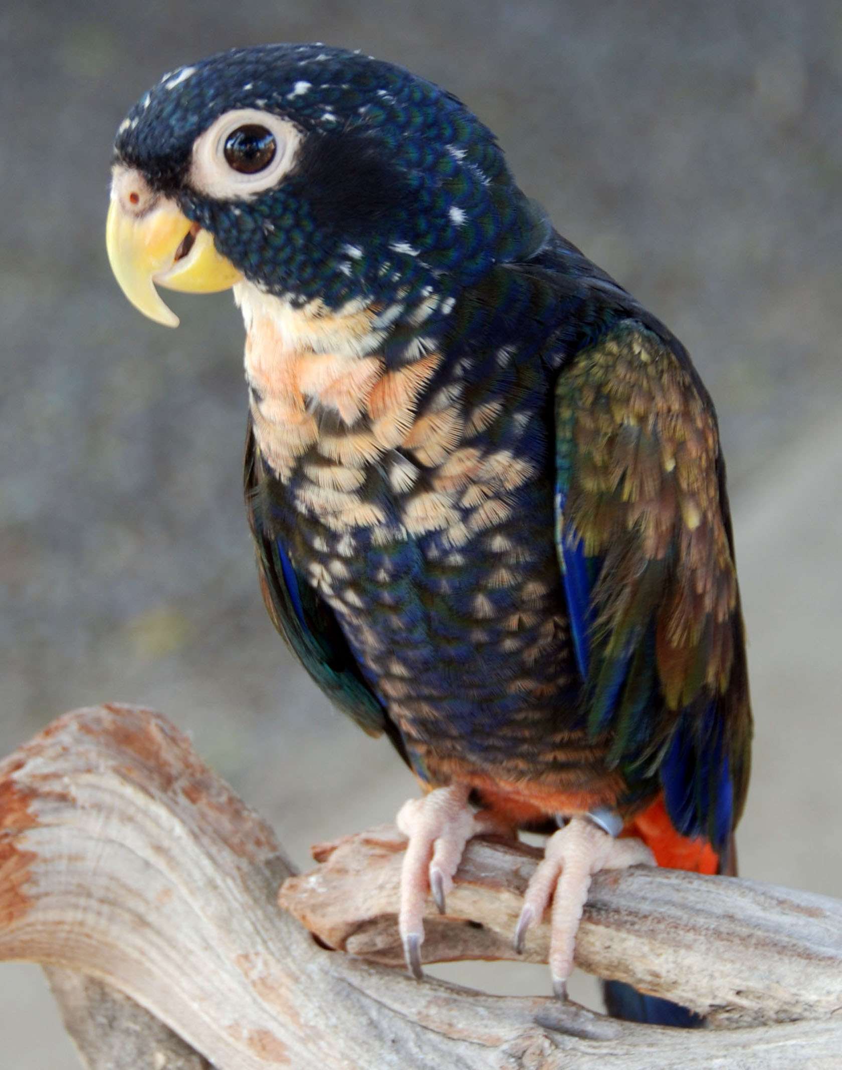 pionus-parrot