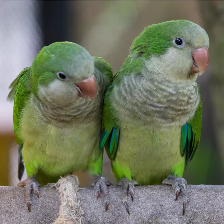 quaker-parakeet.