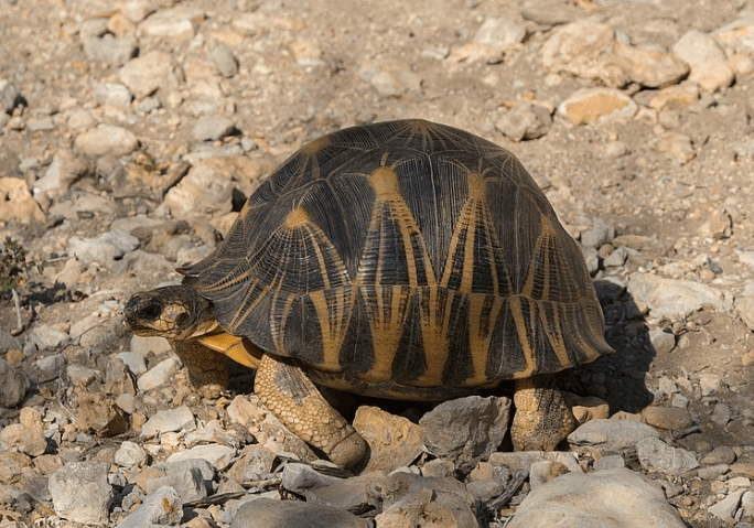 radiated-tortoise