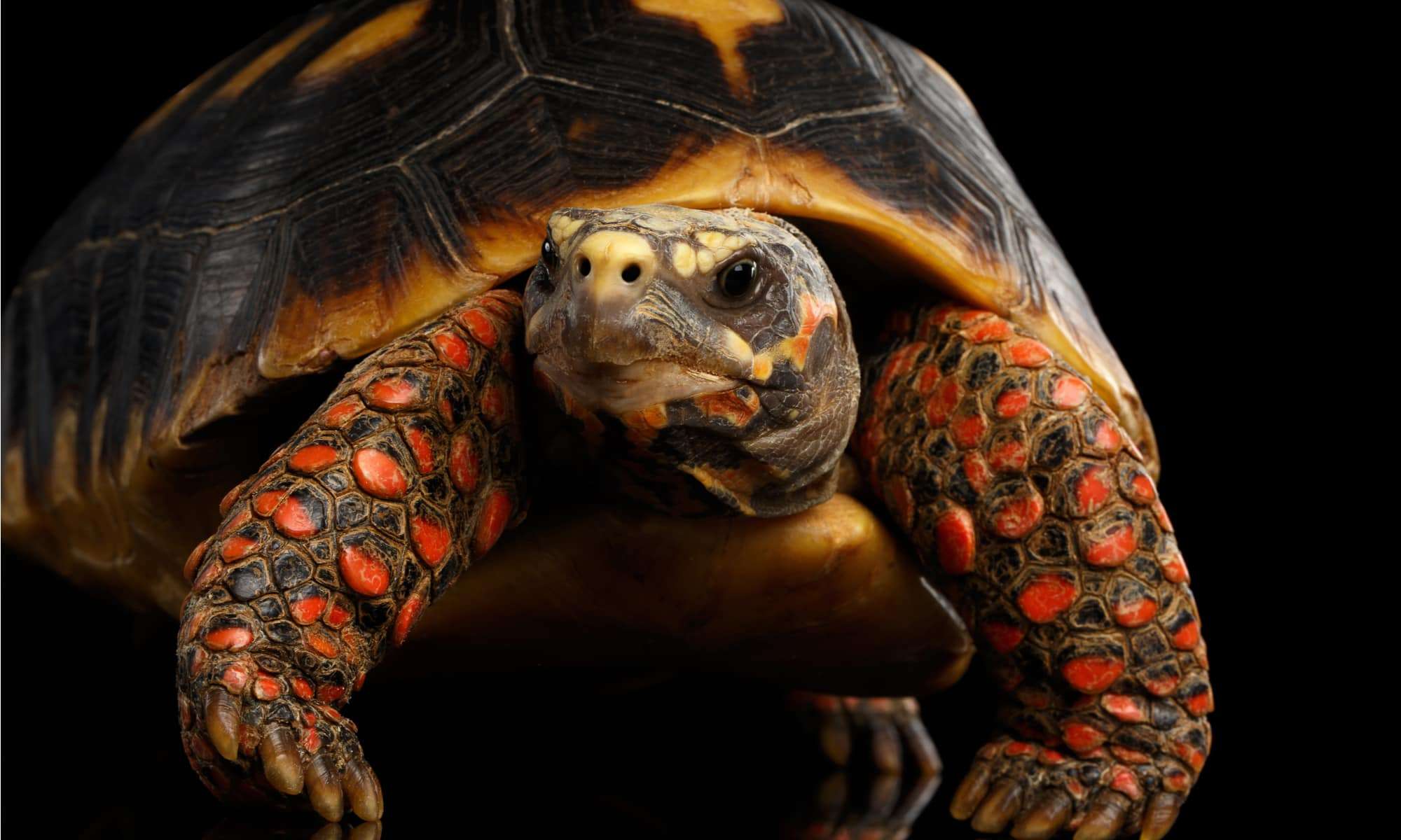 red-footed-tortoise