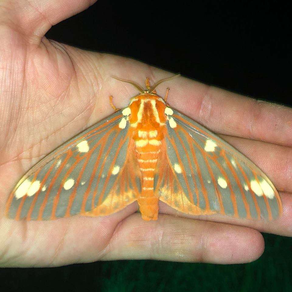 regal-moth.