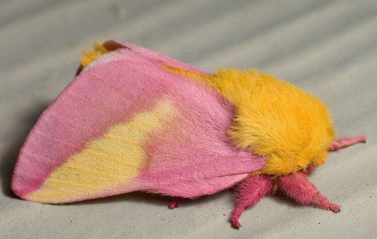 rosy-maple-moth.