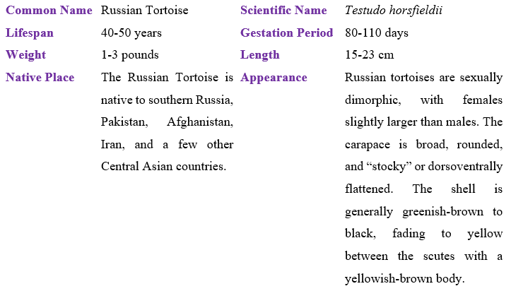 russian-tortoise-table