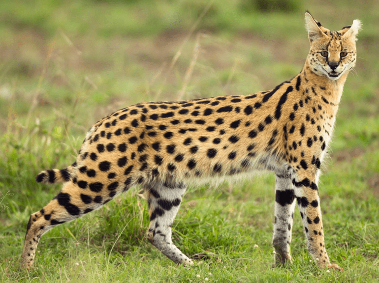 serval.