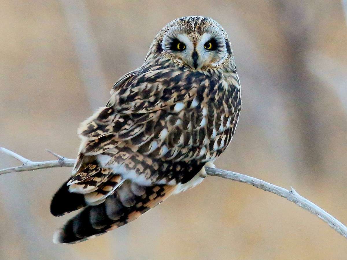 short-eared-owl.