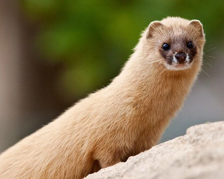 siberian-weasel.