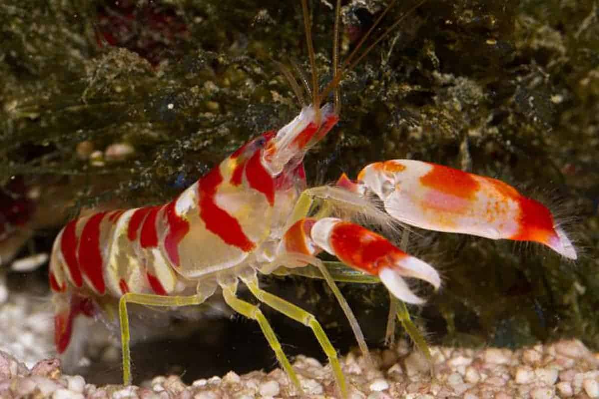 snapping-shrimp