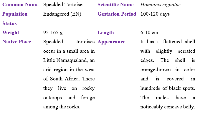 speckled-tortoise-table