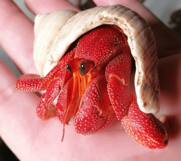 strawberry-hermit-crab.