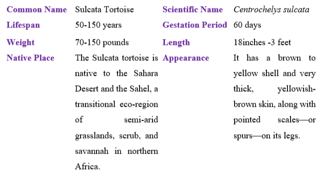 sulcata-tortoise-table