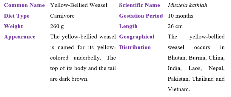 yellow-bellied-weasel-table