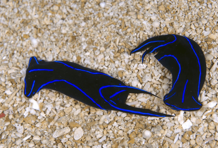 blue-velvet-headshield-slug.