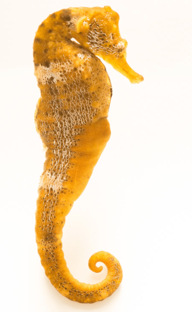 common-seahorse.