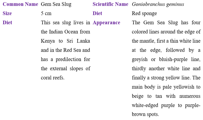 gem-sea-slug-table