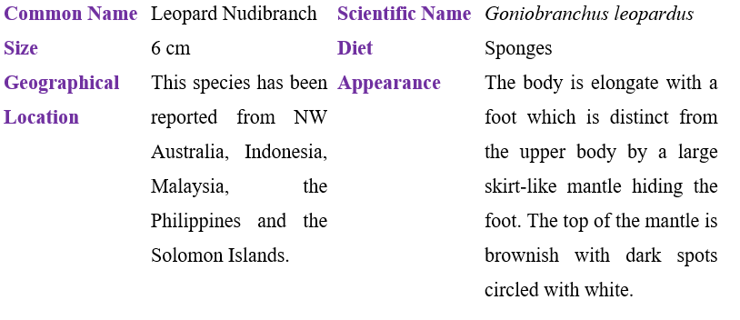goniobranchus-leopardus-table