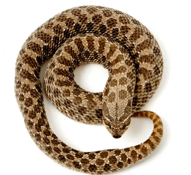 hognose-snake