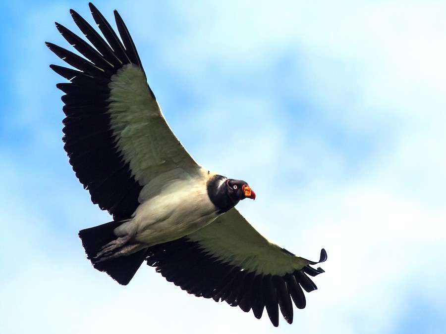 king-vulture.