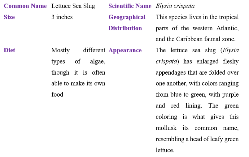 lettuce-sea-slug-table