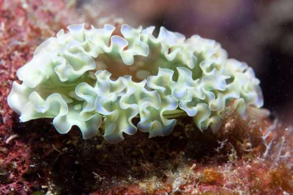 lettuce-sea-slug.