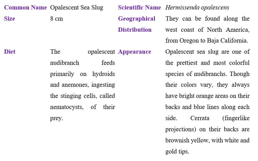 opalescent-sea-slug-table